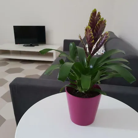 Nyaraló My Life Pompeji